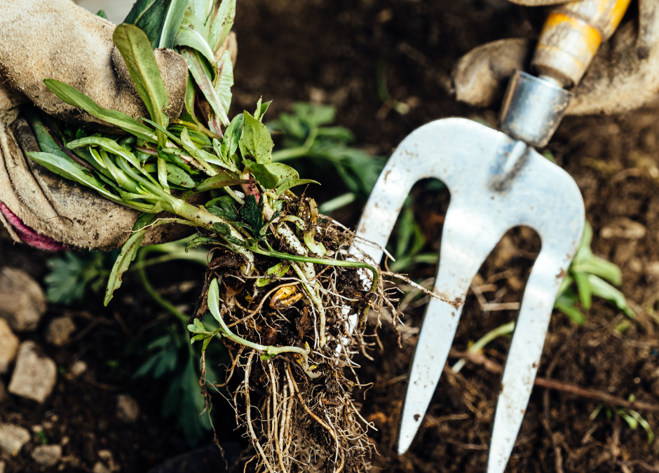 Gardening and Trauma: Unearthing the Root Cause